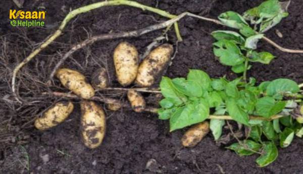 एक कंद क्या है - कैसे कंद, बल्ब और ट्यूबधारी जड़ों से अलग है?